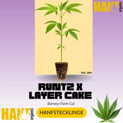 Runtz x Layer Cake Hanfstecklinge