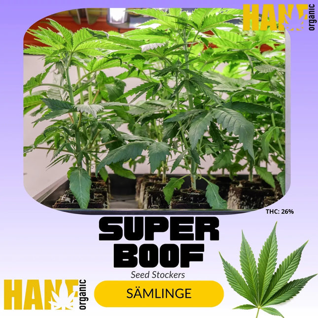 Super Boof – Sämlinge von Hanf Organic