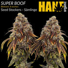 Super Boof – Sämlinge von Hanf Organic