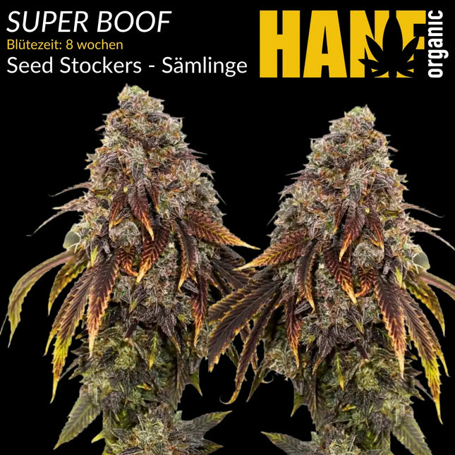 Super Boof – Sämlinge von Hanf Organic