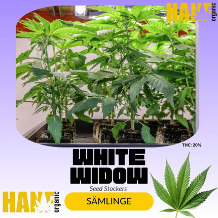 White Widow – Sämlinge von Hanf Organic
