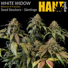 White Widow – Sämlinge von Hanf Organic