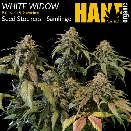 White Widow – Sämlinge von Hanf Organic