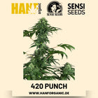 420 Punch feminisiert Hanfsamen von Sensi Seeds – 3 Samen