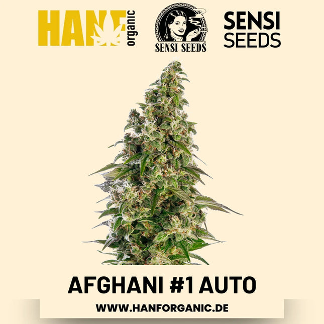Afghani #1 Autoflower Hanfsamen von Sensi Seeds – 3 Samen
