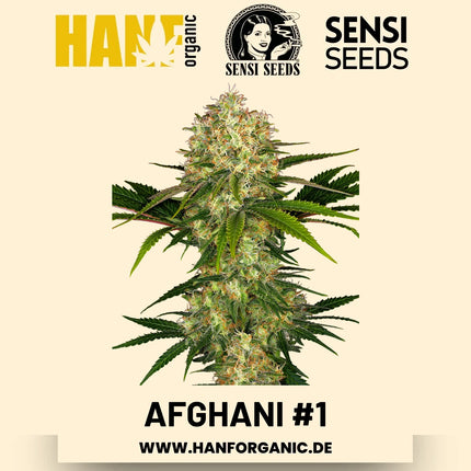 Afghani #1 feminisiert Hanfsamen von Sensi Seeds – 3 Samen
