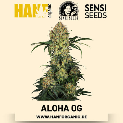 Aloha OG feminisiert Hanfsamen von Sensi Seeds – 3 Samen