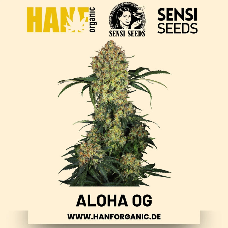 Aloha OG feminisiert Hanfsamen von Sensi Seeds – 3 Samen