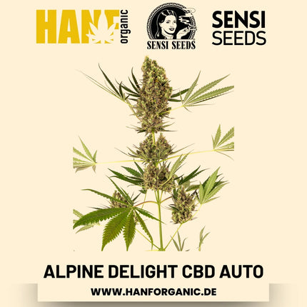 Alpine Delight CBD Autoflower Hanfsamen von Sensi Seeds – 3 Samen
