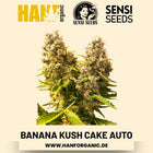 Banana Kush Cake Autoflower Hanfsamen von Sensi Seeds – 3 Samen