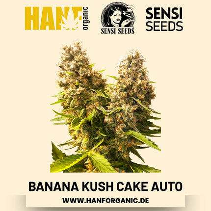 Banana Kush Cake Autoflower Hanfsamen von Sensi Seeds – 3 Samen
