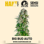 Big Bud Autoflower Hanfsamen von Sensi Seeds – 3 Samen