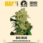 Big Bud feminisiert Hanfsamen von Sensi Seeds – 3 Samen