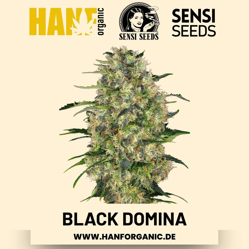 Black Domina feminisiert Hanfsamen von Sensi Seeds – 3 Samen