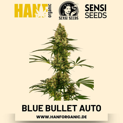 Blue Bullet Autoflower Hanfsamen von Sensi Seeds – 3 Samen