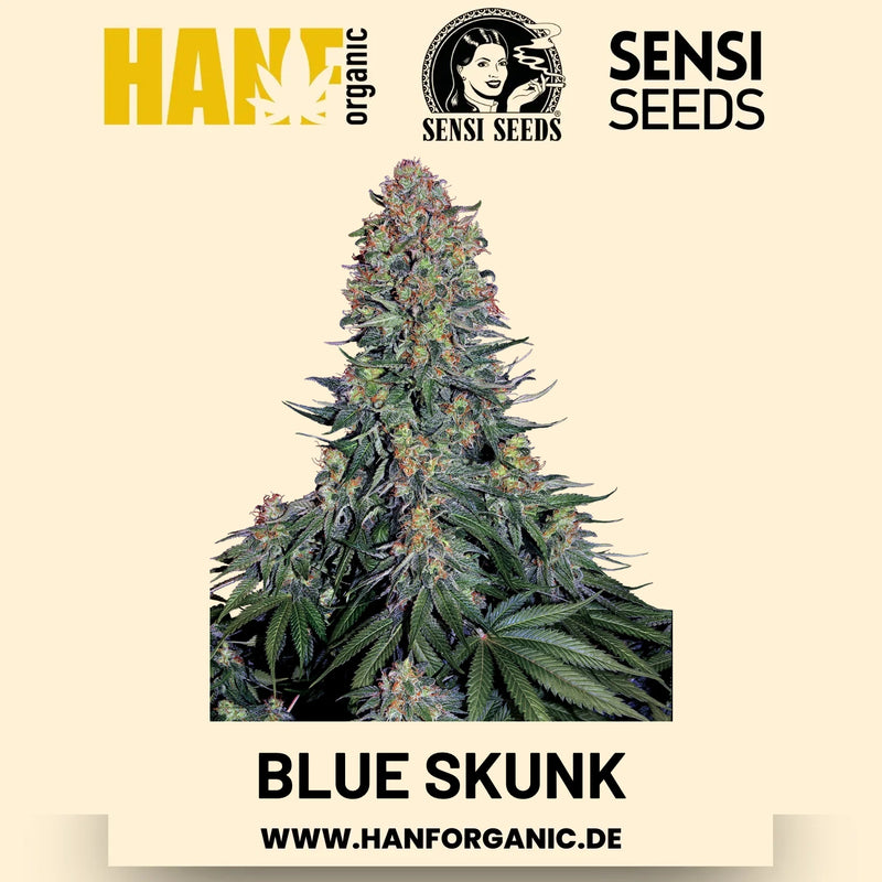 Blue Skunk feminisiert Hanfsamen von Sensi Seeds – 3 Samen