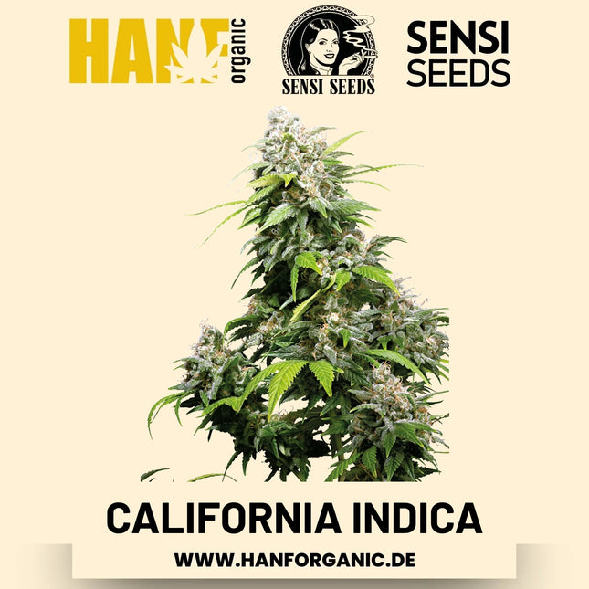 California Indica feminisiert Hanfsamen von Sensi Seeds – 3 Samen