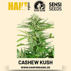Cashew Kush feminisiert Hanfsamen von Sensi Seeds – 3 Samen