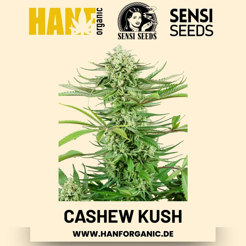 Cashew Kush feminisiert Hanfsamen von Sensi Seeds – 3 Samen