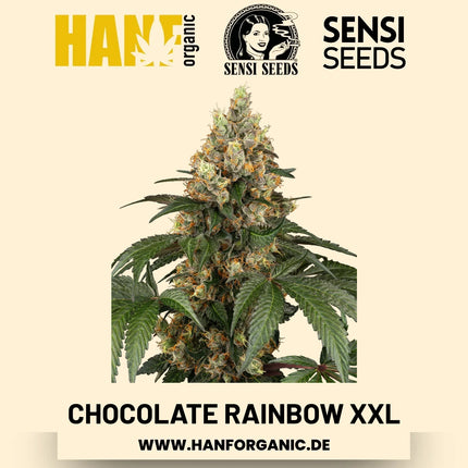 Chocolate Rainbow XXL feminisiert Hanfsamen von Sensi Seeds – 3 Samen