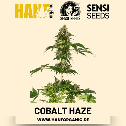 Cobalt Haze feminisiert Hanfsamen von Sensi Seeds – 3 Samen