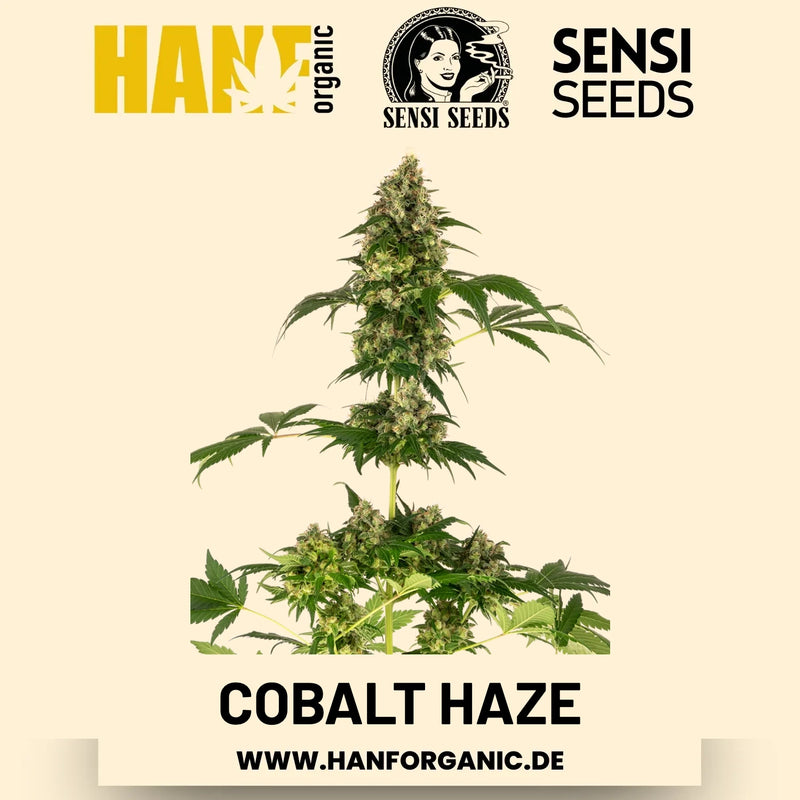 Cobalt Haze feminisiert Hanfsamen von Sensi Seeds – 3 Samen