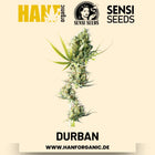 Durban feminisiert Hanfsamen von Sensi Seeds – 3 Samen