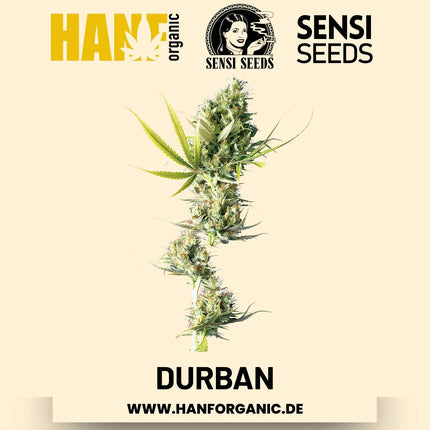Durban feminisiert Hanfsamen von Sensi Seeds – 3 Samen