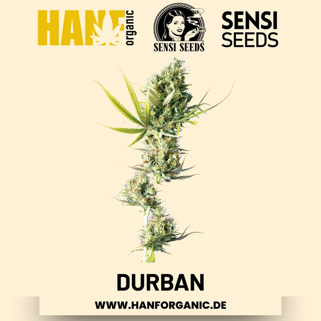 Durban feminisiert Hanfsamen von Sensi Seeds – 3 Samen