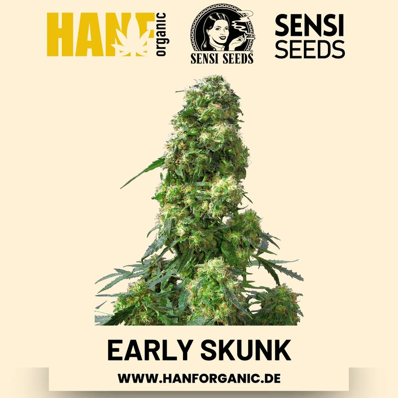 Early Skunk feminisiert Hanfsamen von Sensi Seeds – 3 Samen