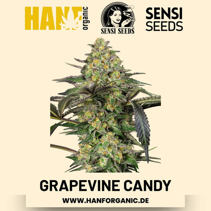 Grapevine Candy feminisiert Hanfsamen von Sensi Seeds – 3 Samen