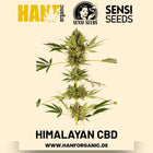 Himalayan CBD (CBD-Sorte) Hanfsamen von Sensi Seeds – 5 Samen