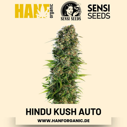 Hindu Kush Autoflower Hanfsamen von Sensi Seeds – 3 Samen