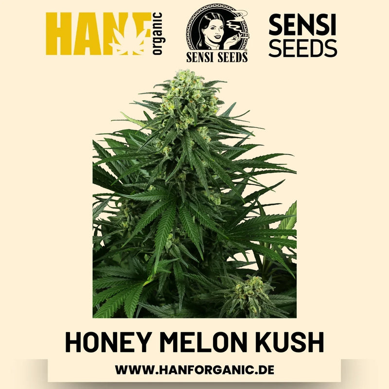 Honey Melon Kush feminisiert Hanfsamen von Sensi Seeds – 3 Samen