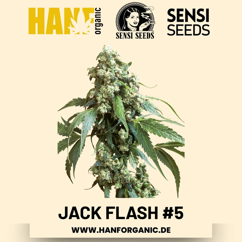 Jack Flash #5 feminisiert Hanfsamen von Sensi Seeds – 3 Samen