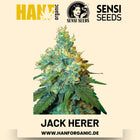 Jack Herer feminisiert Hanfsamen von Sensi Seeds – 3 Samen