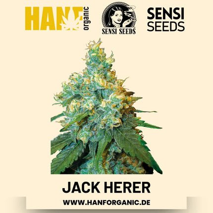 Jack Herer feminisiert Hanfsamen von Sensi Seeds – 3 Samen