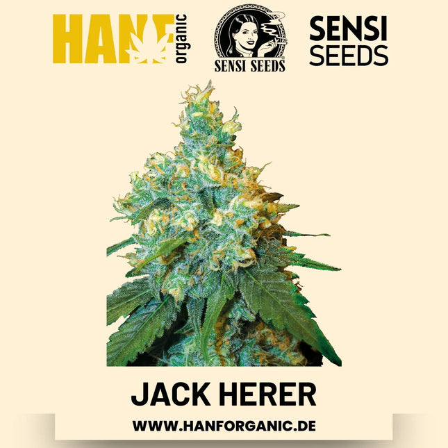 Jack Herer feminisiert Hanfsamen von Sensi Seeds – 3 Samen