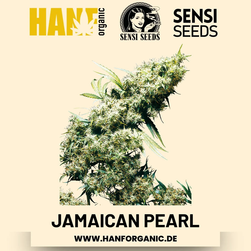 Jamaican Pearl feminisiert Hanfsamen von Sensi Seeds – 3 Samen