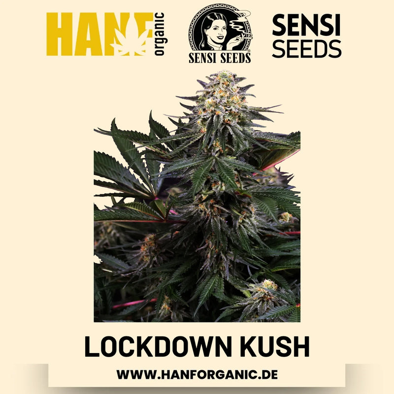 Lockdown Kush feminisiert Hanfsamen von Sensi Seeds – 3 Samen