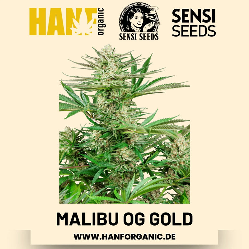Malibu OG Gold feminisiert Hanfsamen von Sensi Seeds – 3 Samen