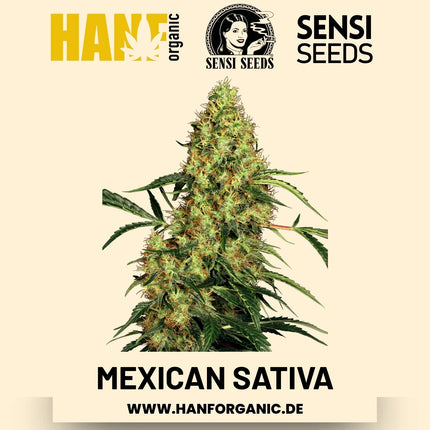 Mexican Sativa feminisiert Hanfsamen von Sensi Seeds – 3 Samen