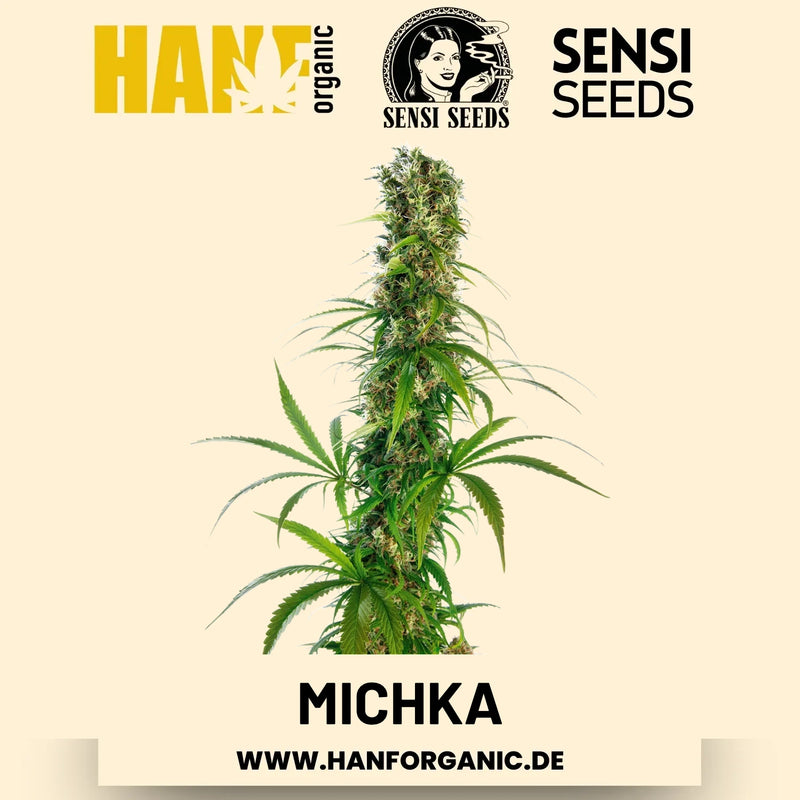 Michka feminisiert Hanfsamen von Sensi Seeds – 3 Samen
