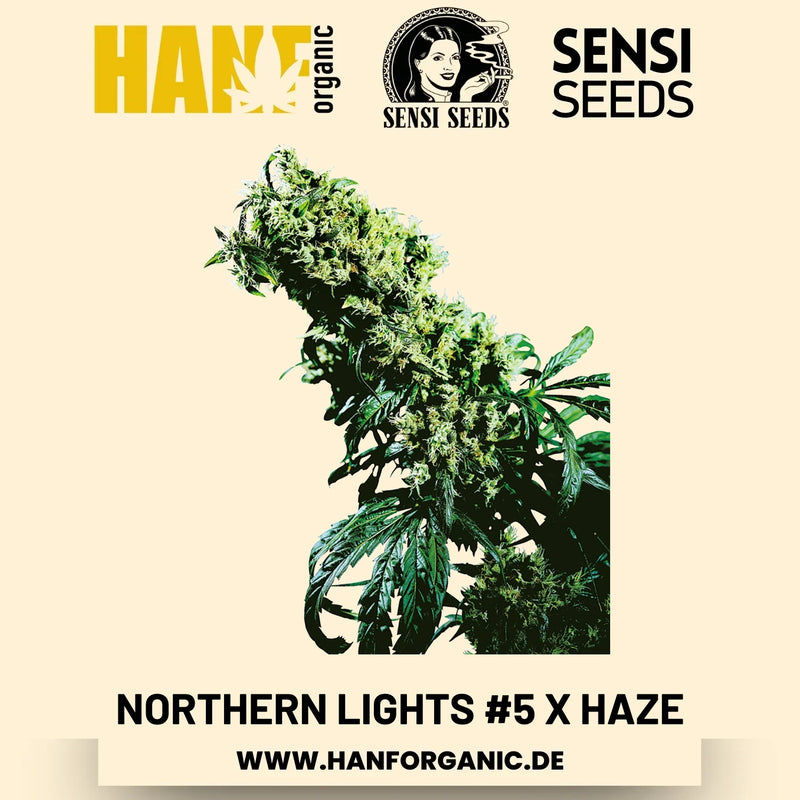 Northern Lights #5 x Haze feminisiert Hanfsamen von Sensi Seeds – 3 Samen