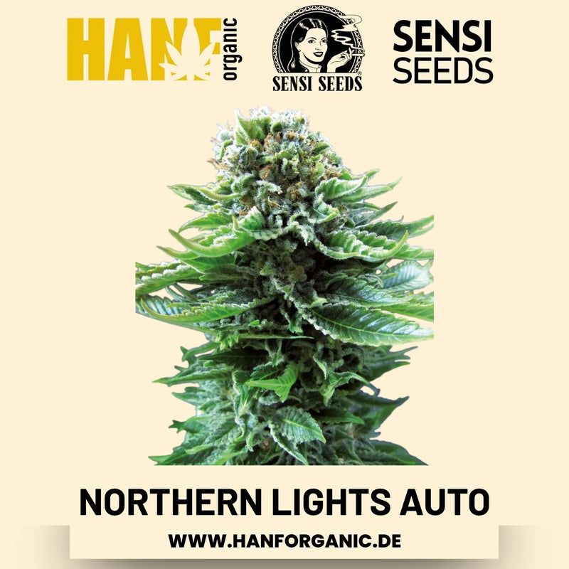 Northern Lights Autoflower Hanfsamen von Sensi Seeds – 5 Samen