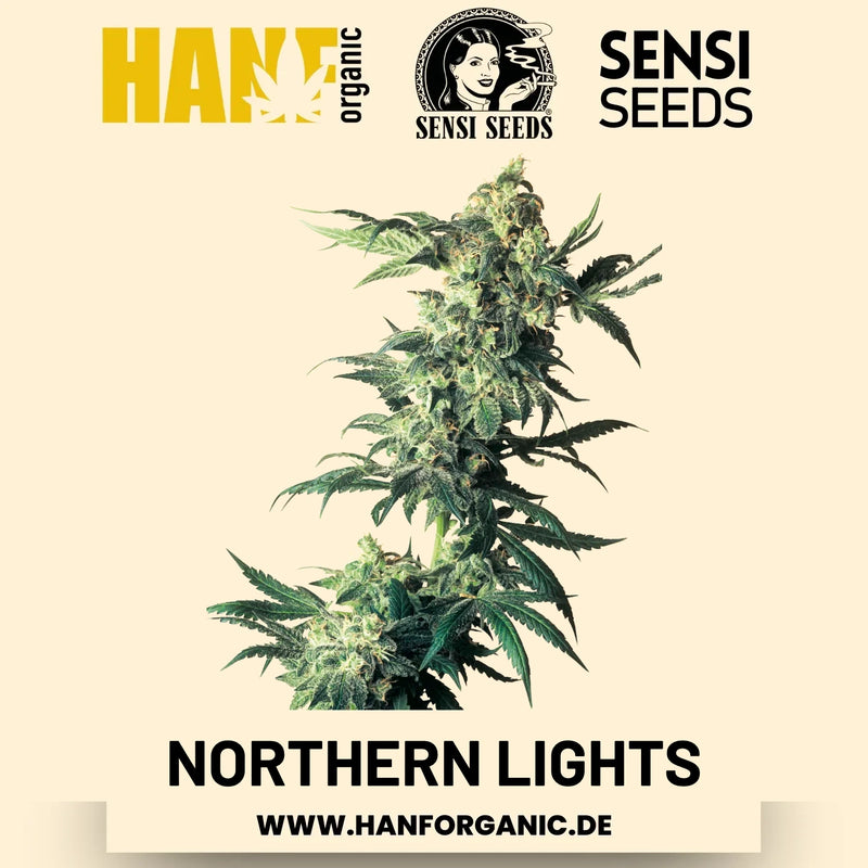 Northern Lights feminisiert Hanfsamen von Sensi Seeds – 3 Samen
