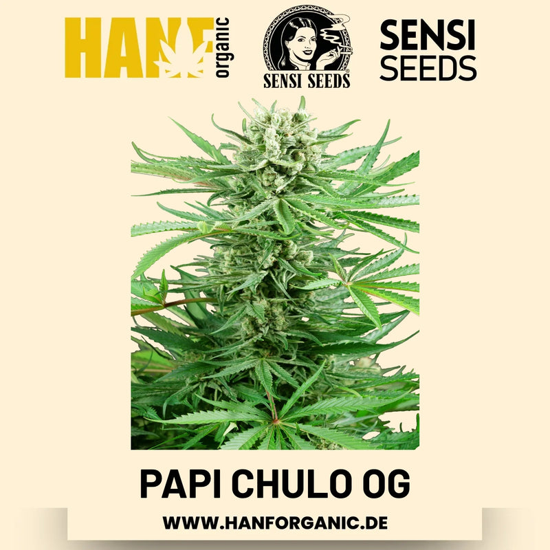 Papi Chulo OG feminisiert Hanfsamen von Sensi Seeds – 3 Samen