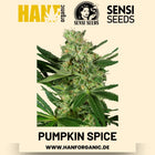Pumpkin Spice feminisiert Hanfsamen von Sensi Seeds – 3 Samen