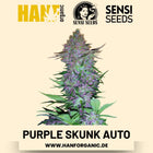 Purple Skunk Autoflower Hanfsamen von Sensi Seeds – 3 Samen