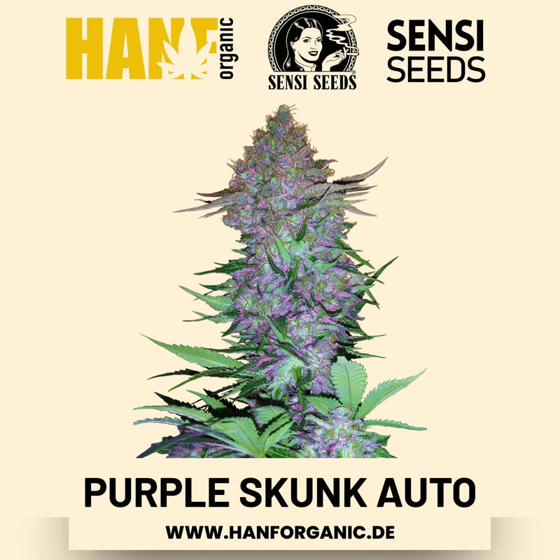 Purple Skunk Autoflower Hanfsamen von Sensi Seeds – 3 Samen
